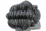 Partially Enrolled Drotops Trilobite - Excellent Eye Facets #222352-4